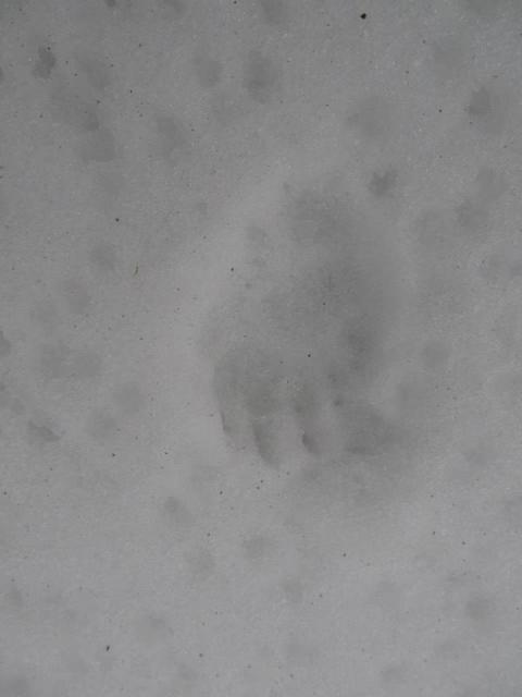 20130216 Hársvölgy 229